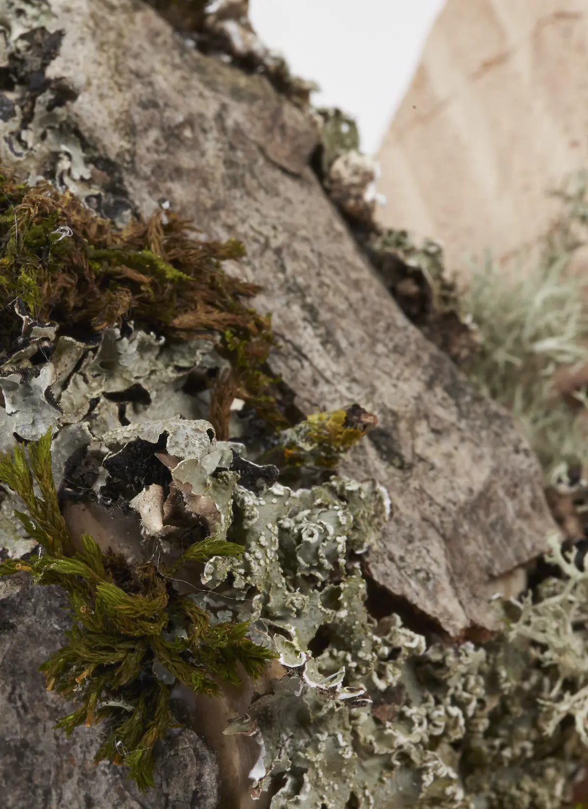 Lichen as bioindicators

Lichen Vs Carbon. These concept models look to document both the current state of Dudley Highstreet and the vision looking towards the future within this thesis project.

The lichen covered model looks towards a future in Dudley that is rich in texture, colour, nature and oxygen. Natural materials promote natural growth, and textures such as rough sawn timber and stone are the prefect hosts for lichen. All new buildings in Dudley would benefit massively from following a fabric first approach and adopt the use of sustainable and recycled building materials along with systems that use minimal energy.

The lichen model represents a vision for this thesis, buildings that are covered in natural materials and lichens that help sequester carbon and promote a healthier Highstreet. Suggestions of raised buildings also proposes less disruption to the ground and natural landscape, giving plants and animals the opportunity to thrive in an otherwise hostile concrete environment. Raised buildings also look towards a future planet with rising sea levels, future factors that will drastically affect the way we carry out daily lives and futureproofing all buildings for generations to come.

This second model uses the Shou Sugi Ban method of charring timber to waterproof it. In this case however it represents the embodied carbon and pollution within the highstreet as it exists now. The simplicity and repetition is also used to symbolise the plain nature of the highstreet with only a few materials exhibited, mainly brick & concrete. Once burnt the timber forms were brushed with wire wool to reveal the natural grain of the wood, a visual representation of degradation of layers of buildings that are built poorly or not constructed to last longer than a generation. - Michelle Gartside Model 3.png